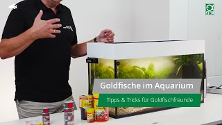 JBL TV 25 Goldfische im Aquarium  Tipps amp Tricks zur Pflege [upl. by Redle]