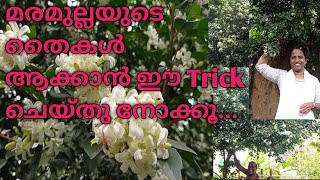 മരമുല്ല Maramulla care in malayalam  തൈകൾ നിറയാൻ [upl. by Ailad858]