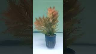 Proserpinaca palustris red Venta online [upl. by Goodill208]