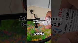 Day 85 fishless cycle Adding Ammonia aquariums hobby fish newbie [upl. by Assilat433]