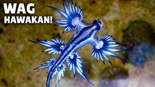 Glaucus Atlanticus  Wag mo hahawakan pagnakita mo sa dagat [upl. by Eiramac]