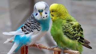 6 Hours Nature Sounds Parakeets Budgies Chirping Singing Reduce stress blood pressure [upl. by Bellanca]