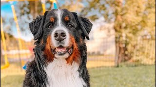 Apartment dog gets a fenced in yard [upl. by Okiman]