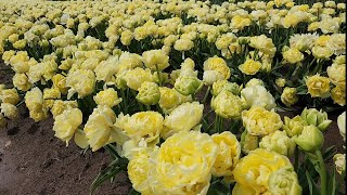 Место где выращивают тюльпаны Wooden Shoe Tulip Farm [upl. by Stoat]