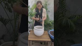 Repotting China doll plantradermachera sinicahouseplant beautiful plants [upl. by Ferro13]