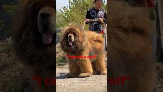 Mastiff Vs wolf viral pitbull guardog [upl. by Mairb613]