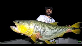 DORADO GIGANTE Pescaría na Argentina Pousadas Puerto Paraíso Corrientes PESCA URBANA [upl. by Hsoj]