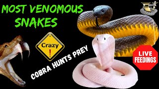 The MOST Venomous Snakes in the World  Watching a Cobra Hunting [upl. by Diet]