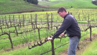 Vineyard Management  About Our Vines [upl. by Millford320]