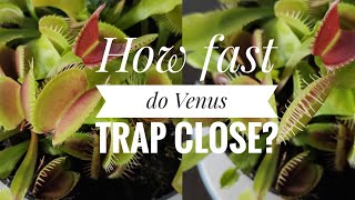 How Fast do Venus Flytrap Close and Watering [upl. by Kosaka452]