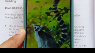 THE RING TAILED LEMUR burlington IELTSREADINGMODULE reading ieltspreperation practice ielts [upl. by Bac]