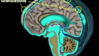 Cerebrospinal Fluid Circulation [upl. by Anitsrik74]