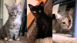 Kittens for Adoption Whoah [upl. by Larine606]