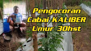 Perawatan Cabai KALIBER Dari Petani Untuk Petani Pengocoran [upl. by Ennagem]