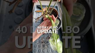 Monstera Albo Chop Update propagation houseplants plants [upl. by Iggie431]