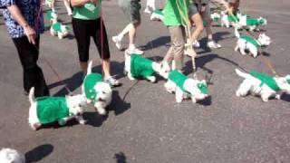 Westie Parade [upl. by Lennie760]