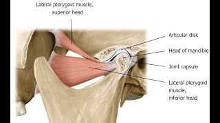 Two Minutes of Anatomy Lateral Pterygoid and Medial Pterygoid Muscles [upl. by Gad]