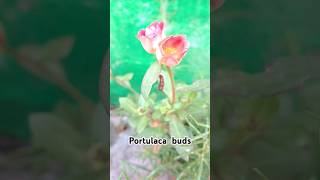 gardening portulaca tablerose buds beautiful shortsfeed viral🏡🪴😍♥️⚘️ [upl. by Grimbald]