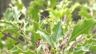 Saiba como identificar e utilizar as plantas medicinais do sul do Brasil  Programa Terra Sul [upl. by Virgy]