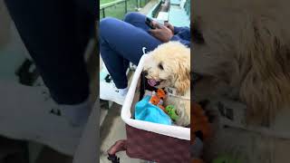 cavapoo ‘s first rugby 🏉 game  dog puppy doglover [upl. by Skyler]