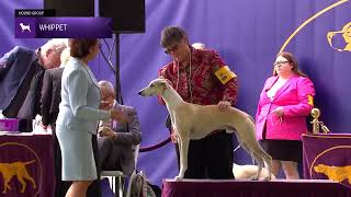 Whippets  Breed Judging 2024 [upl. by Eicak]