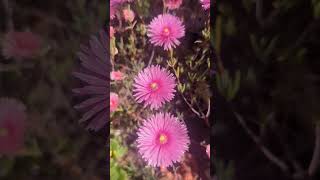 Pink pig face flower 🐖 Perennial mesembryanthemum [upl. by Corsiglia809]