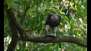 Grey headed Fish Eagle eating juicy fish [upl. by Leong]