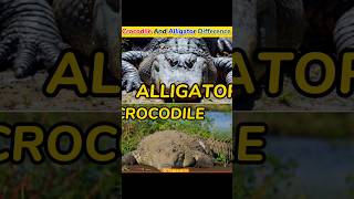 Crocodile or alligator difference 😲Magarmach shorts viral youtubeshorts [upl. by Aenej202]