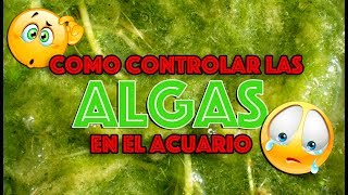 Como controlar las algas en el acuario [upl. by Ithsav]