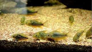 Corydoras undulatus [upl. by Aihsinyt]