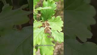 Quercus pubescens  chêne blanc [upl. by Garnette]