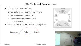 0405 Aspidobothrean Life Cycle and Introduction to the Digenea [upl. by Wampler389]