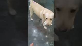 labrador kuttyma🥰 Ivakitta irunthu vangurakulla na padura padu irukke 😥😅 mychellakutty [upl. by Callista55]