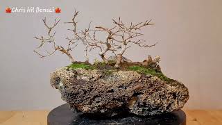 Bonsai zelkova serrata raft [upl. by Velasco]