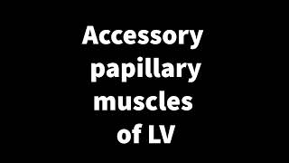 Accessory papillary muscles of LV [upl. by Aihsei]