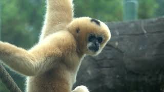 Zoo Welcomes WhiteCheeked Gibbon [upl. by Hendry]