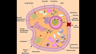 Biochemistry  Cell Structure MajidAli2020 [upl. by Gustin]