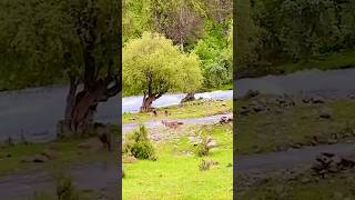 A wild boar couple and their children cross the river wildanimal wildboars Wildboarshort [upl. by Babcock]