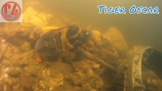 Tiger Oscar Fishing Miami Canal South Florida [upl. by Notseh134]