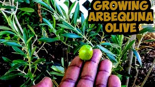 Growing My Arbequina Olive Tree 🌳 [upl. by Waverley]