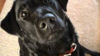 Black labrador dog named Terra who tries to talk [upl. by Irmo588]