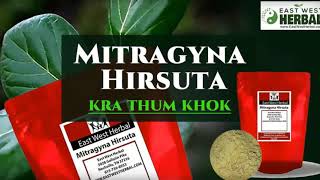 Mitragyna Hirsuta — Also known as quotKra Thum Khokquot [upl. by Yelekreb]