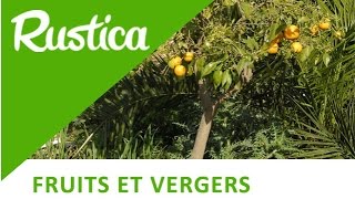 Comment réussir la plantation des agrumes [upl. by Enia809]