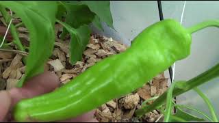 ⟹ Cubanelle Sweet Pepper Capsicum annuum var annuum [upl. by Fredella]