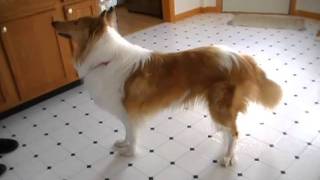 ROUGH COLLIE DOG SHELBIE BARKING AND PLAYING [upl. by Schertz396]