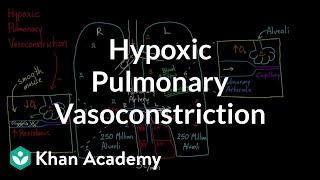 Hypoxic pulmonary vasoconstriction  Circulatory system physiology  NCLEXRN  Khan Academy [upl. by Eerdna865]