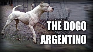 THE DOGO ARGENTINO  A QUICK LOOK AT THE HISTORY AND BREED STANDARD [upl. by Haggar]