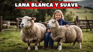 ¡Descubre los Secretos de las Ovejas 🐑✨ [upl. by Pesek]