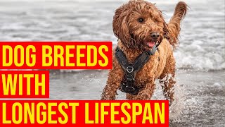 Top 10 Healthiest Dog Breeds With Longest LifespanAmazing Dogs [upl. by Emoreg]