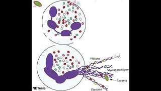 L214 Neutrophil Extracellular Trap NETs NETosis Understanding the Mechanisms Behind NETs [upl. by Iblok295]